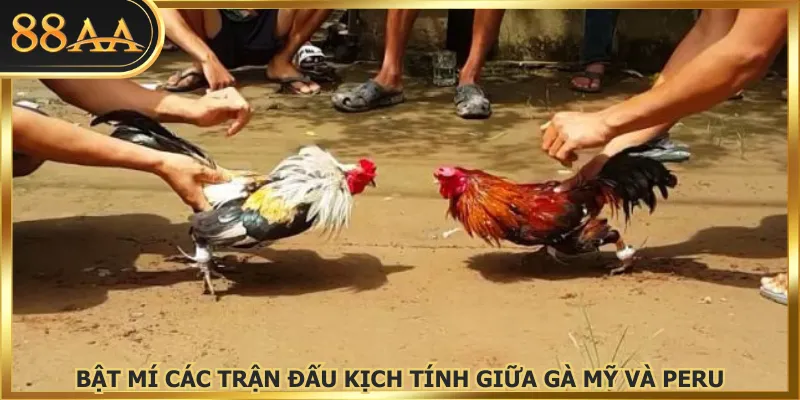 Bật mí các trận đấu kịch tính giữa gà Mỹ và Peru