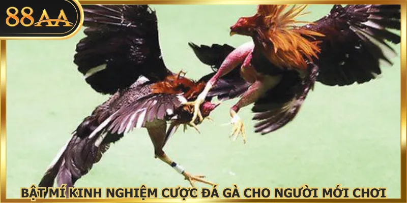 Bật mí kinh nghiệm cược đá gà cho người mới chơi