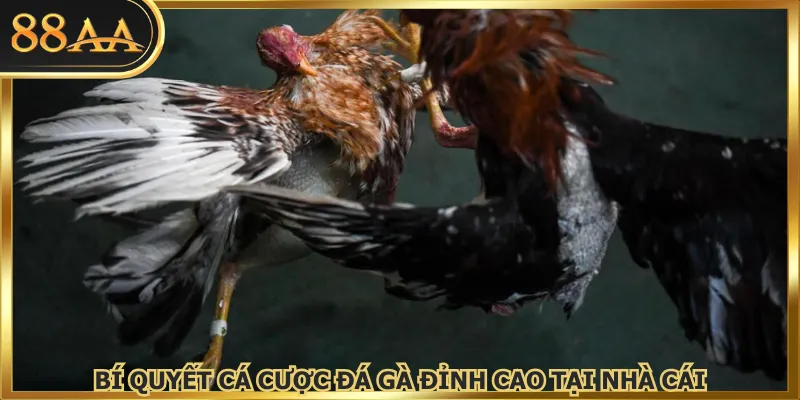 Bí quyết cá cược đá gà đỉnh cao tại nhà cái