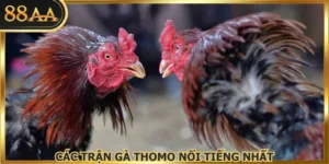 Các Trận Gà Thomo Nổi Tiếng Nhất Tổng Hợp Ngay Tại 88AA