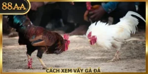 Cách Xem Vẩy Gà Đá - Bí Quyết Lựa Chọn Tại Nhà Cái 88AA