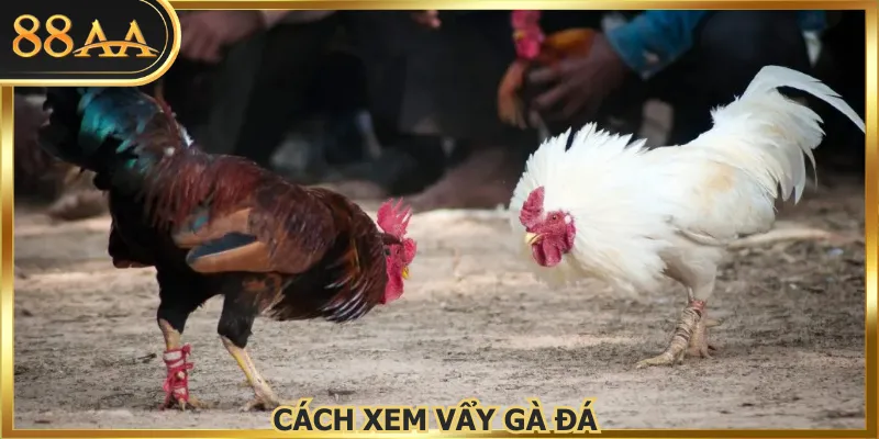 Cách Xem Vẩy Gà Đá - Bí Quyết Lựa Chọn Tại Nhà Cái 88AA