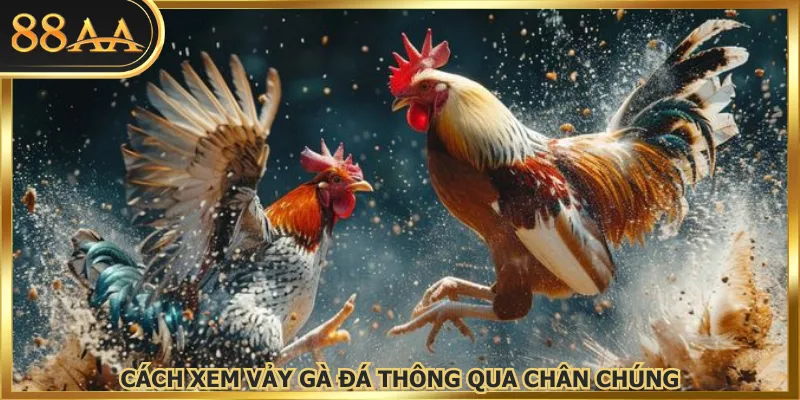 Cách xem vảy gà đá thông qua chân chúng
