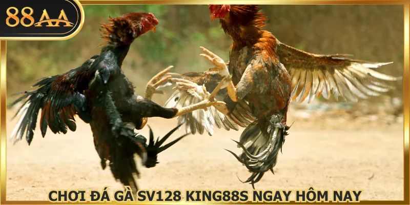 Chơi đá gà SV128 King88s ngay hôm nay