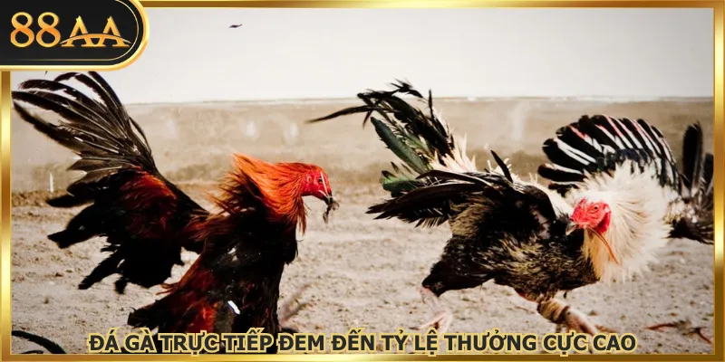 Đá gà trực tiếp đem đến tỷ lệ thưởng cực cao