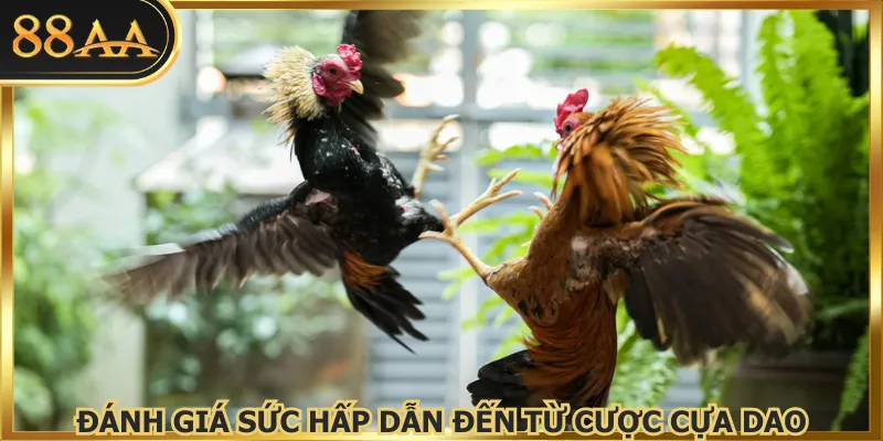 Đánh giá sức hấp dẫn đến từ cược cựa dao