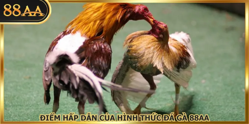 Điểm hấp dẫn của hình thức đá gà 88AA