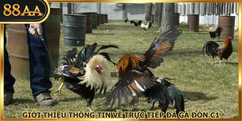Giới thiệu thông tin về trực tiếp đá gà đòn C1