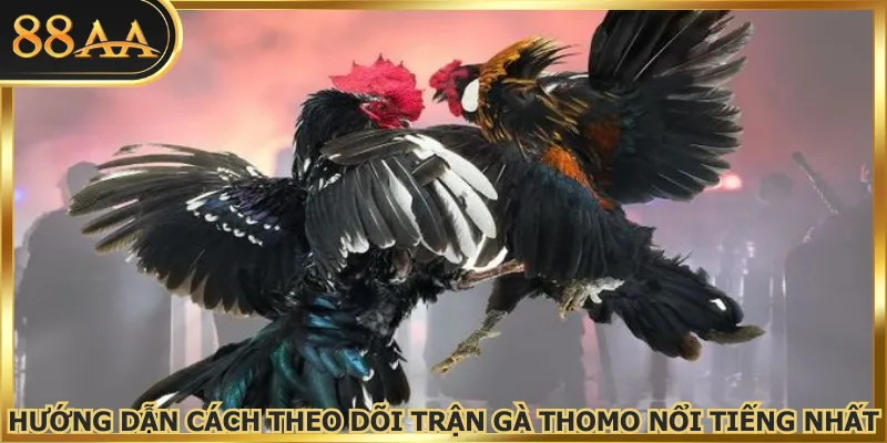Hướng dẫn cách theo dõi các trận gà Thomo nổi tiếng nhất