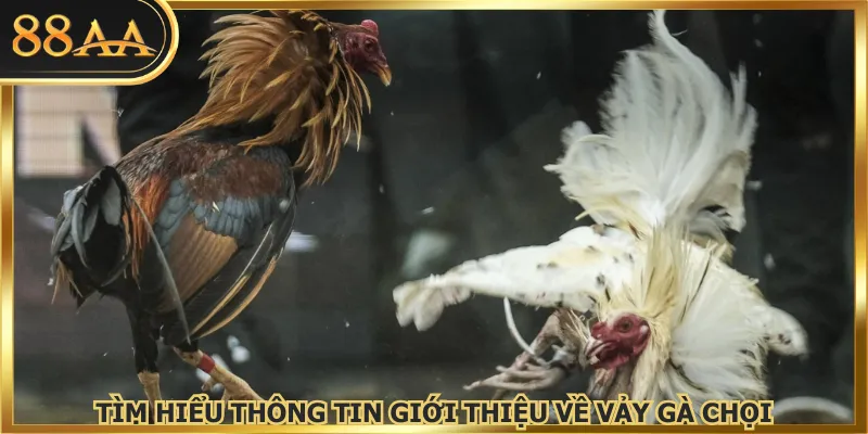 Tìm hiểu thông tin giới thiệu về vảy gà chọi
