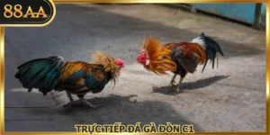 Trực Tiếp Đá Gà Đòn C1 - Khám Phá Trận Đấu Kịch Tính